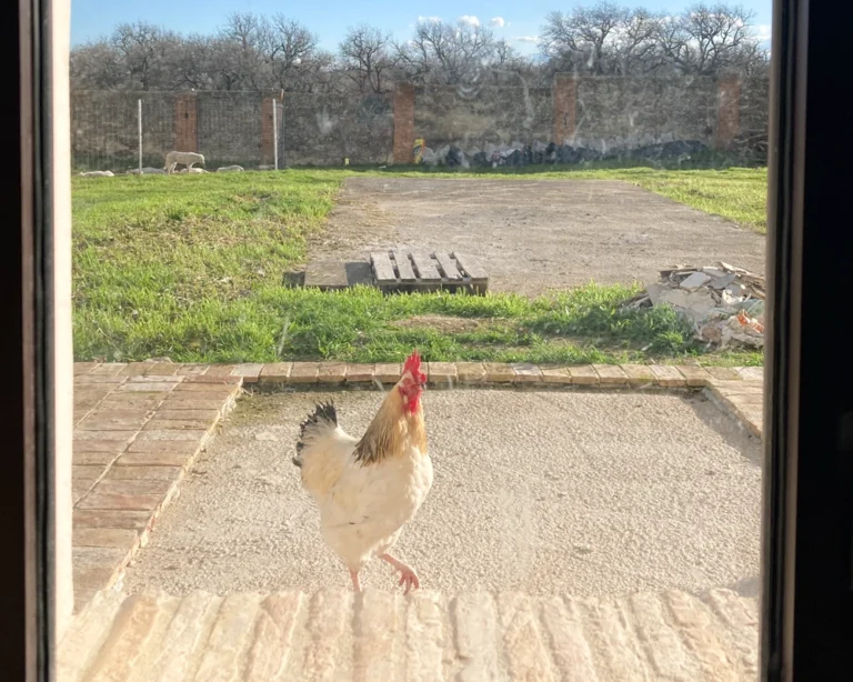 vacchereccia_img_homepage_timeline_202601_1