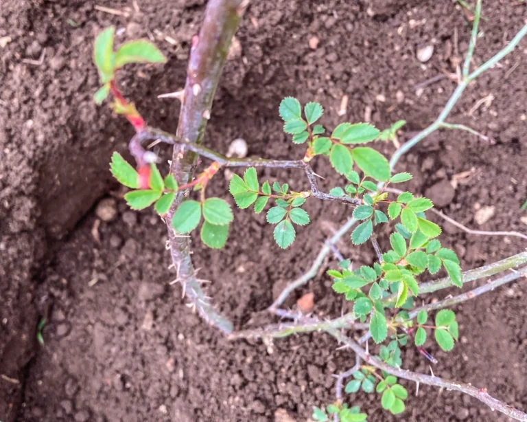 vacchereccia_img_homepage_timeline_202603_3